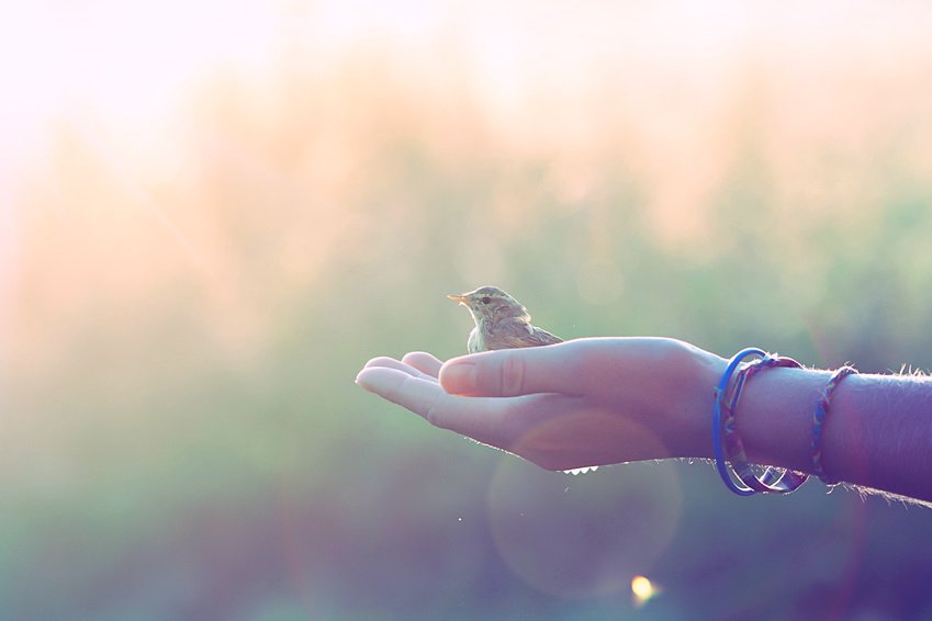 Open hand receiving the gift of a wild bird sitting in it without fear